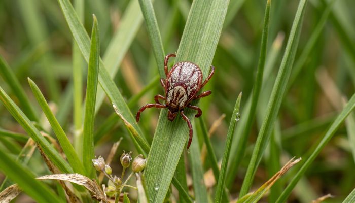 American dog tick (Dermacentor variabilis) - common in Ontario tall grass