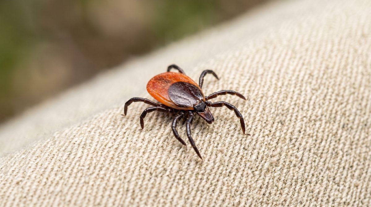Blacklegged tick (Ixodes scapularis) - the primary Lyme disease vector in Ontario