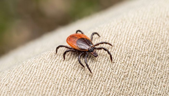 Blacklegged tick (Ixodes scapularis) - Ontario Lyme disease vector