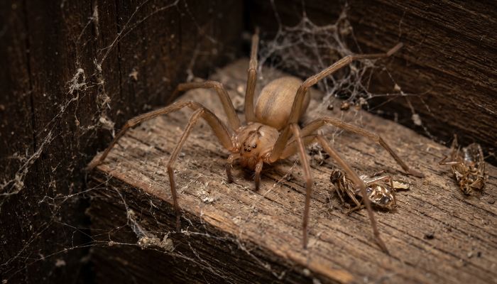 Brown Recluse Spider