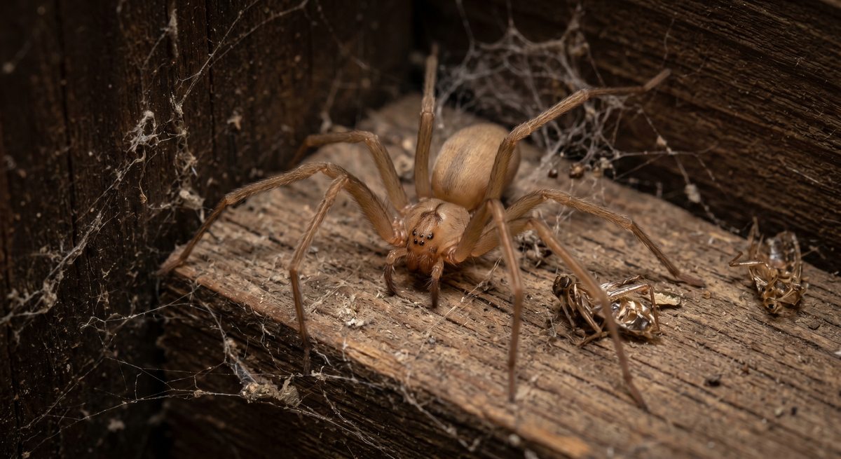 Brown recluse spider (Loxosceles reclusa) - violin spider, not native to Ontario