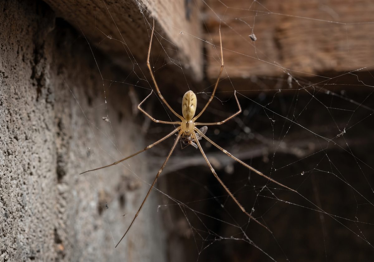 Cellar spider (Pholcus phalangioides) - long-legged daddy longlegs found in Ontario basements