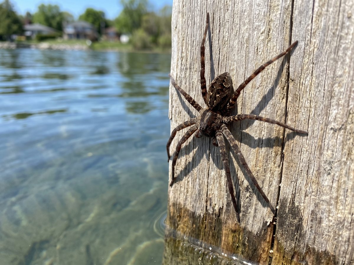 Dock spider (Dolomedes) on an Ontario dock - the largest spider species in the province