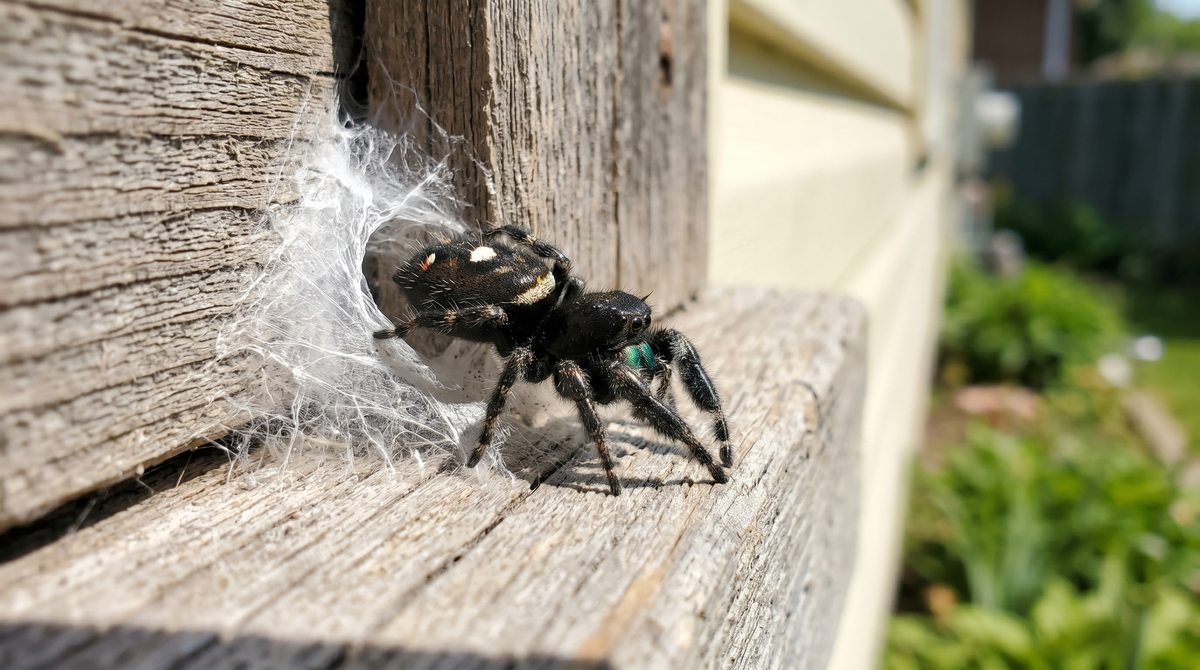 Jumping spider (Salticidae) - small, bold-eyed spider found on sunny walls and window sills across Ontario
