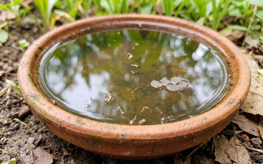 Standing water in a backyard - a typical mosquito breeding ground