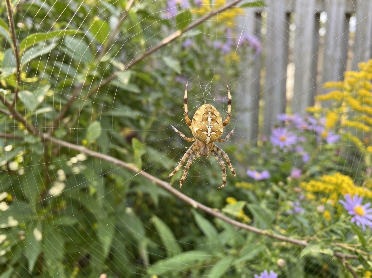 Orb weaver spider (Araneidae) - common garden spider found across Ontario