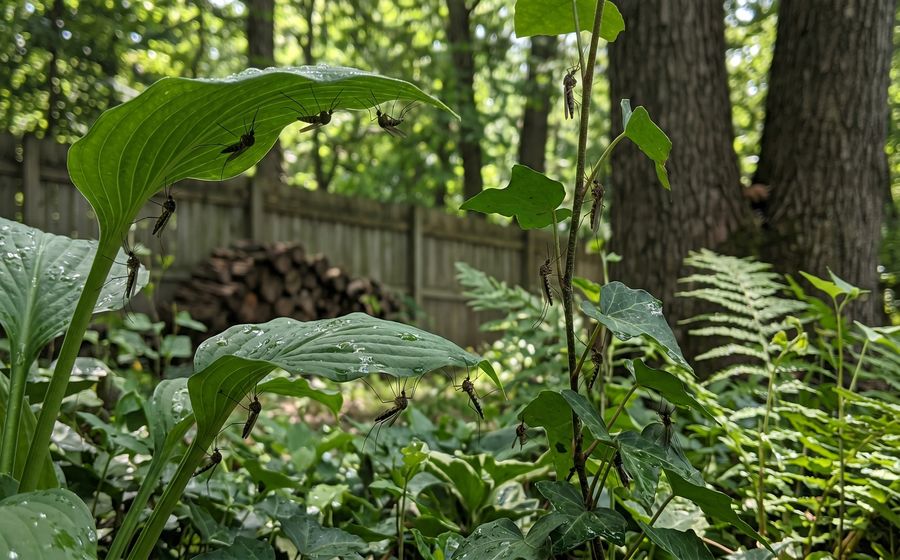 Dense backyard vegetation - prime daytime resting habitat for mosquitoes