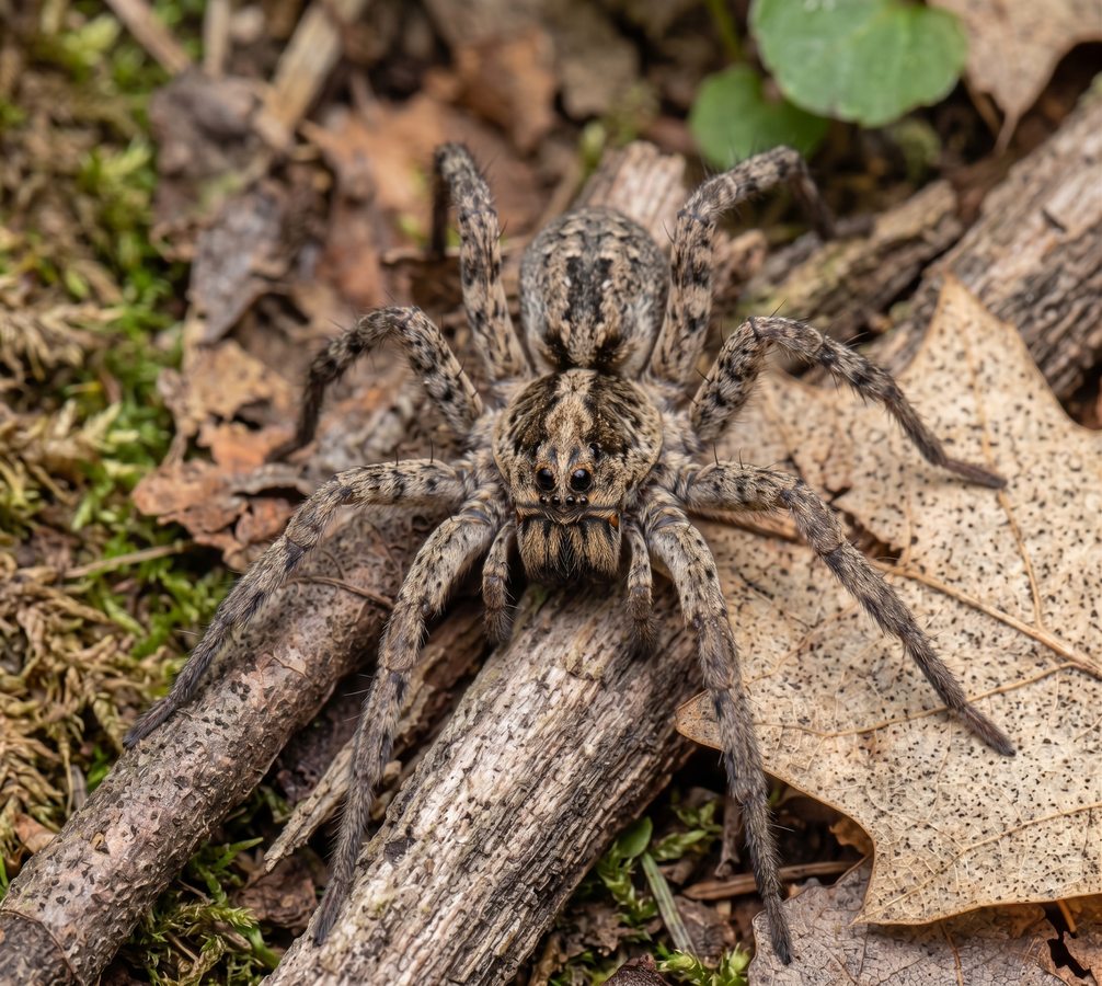 Wolf spider (Lycosidae) - large brown ground hunter common in Ontario homes