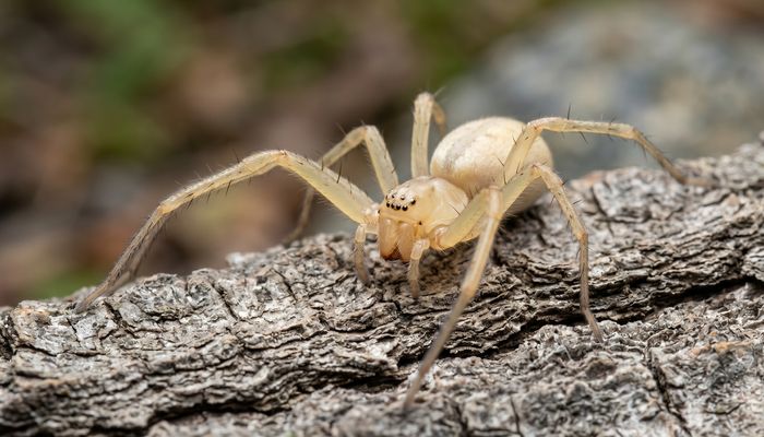 Yellow Sac Spider