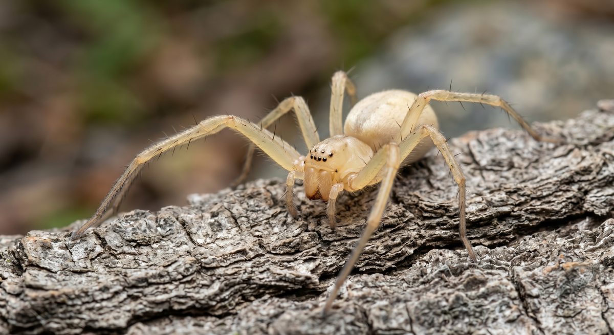 Yellow sac spider (Cheiracanthium mildei) - responsible for most spider bites reported in Ontario homes