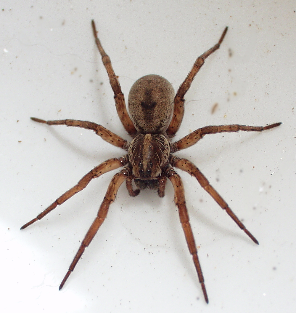 Wolf Spider (Hogna spp.)