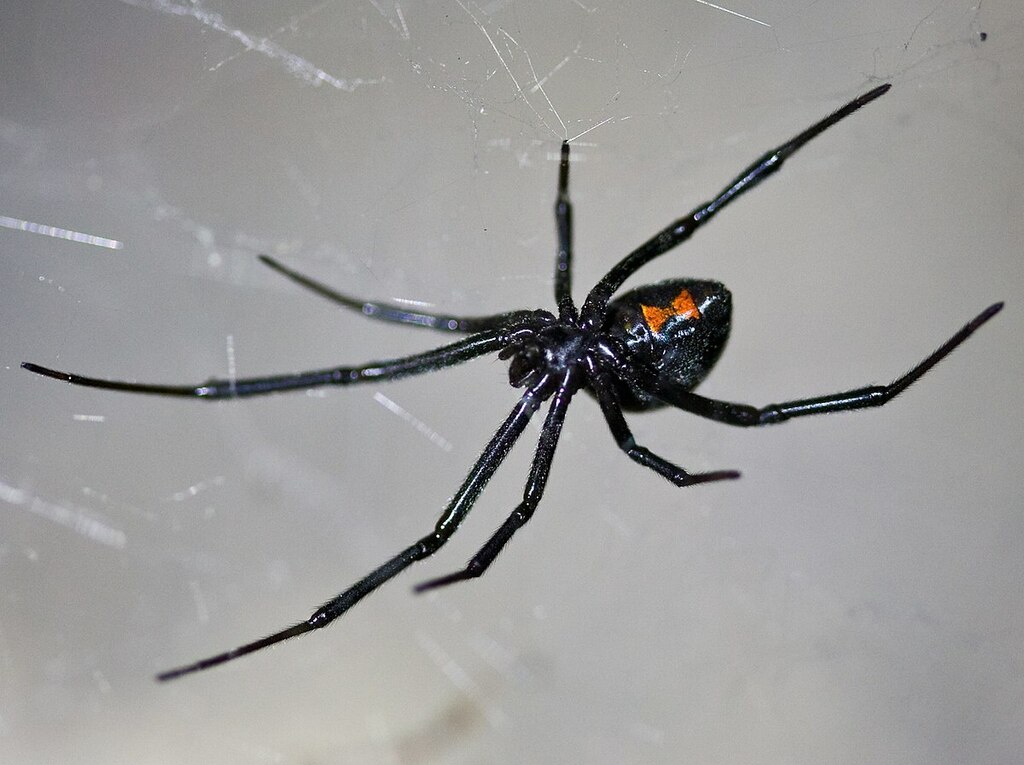 Northern Black Widow (Latrodectus variolus)