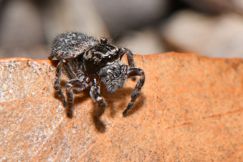 Jumping Spider (Salticidae family)