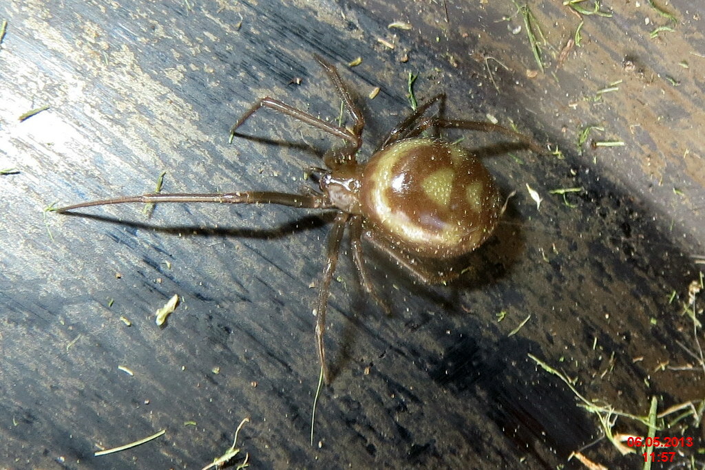 False Widow Spider (Steatoda grossa)