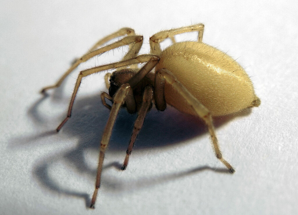 False Widow Spider (Steatoda grossa)