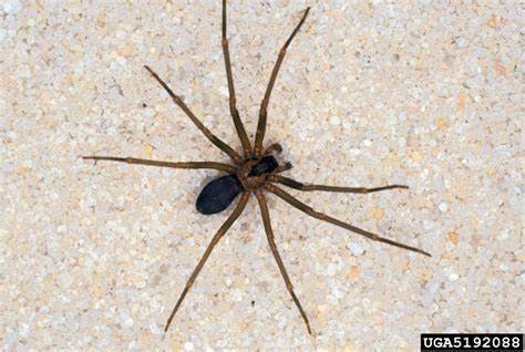 Brown Recluse Spider
