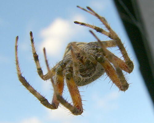 Orb-Weaving Spider (Araneus spp.) What They Look Like: Typically medium to large, with rounded, patterned abdomens. Often orange or brown. Where They Hide: Mostly outside in gardens, but they may enter homes through open windows or doors. Why They’re Here: They are drawn to flying insects and build large webs in open areas. Are They Dangerous?: No. Orb-weavers are not aggressive, and their bite is only mildly irritating.