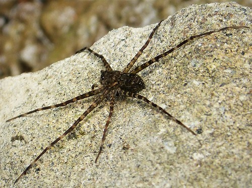 False Widow Spider (Steatoda grossa)