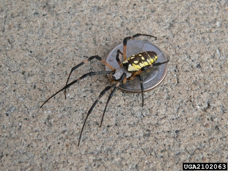 Black and Yellow Garden Spider